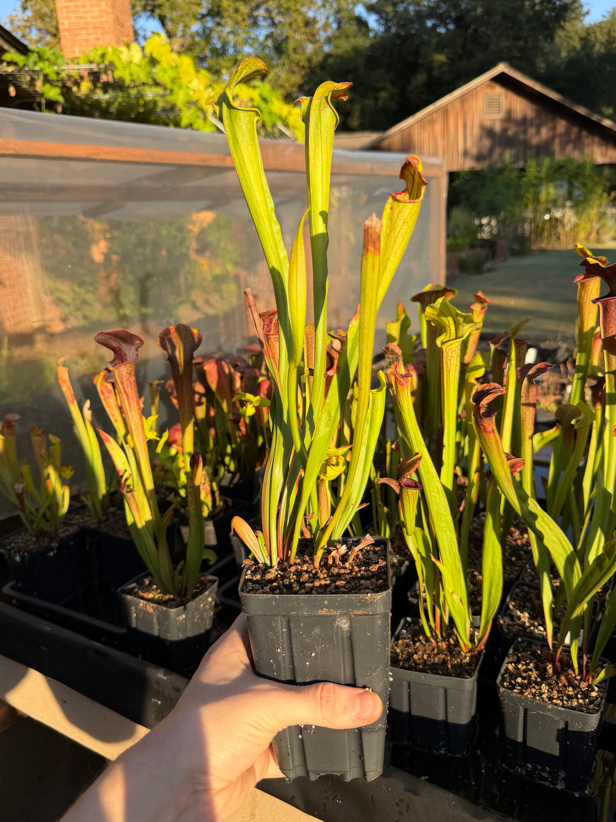 Sarracenia oreophila x alata 'Black Throat' - live pitcher plant