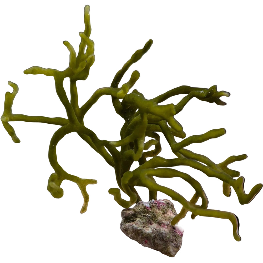 Bog Tropic