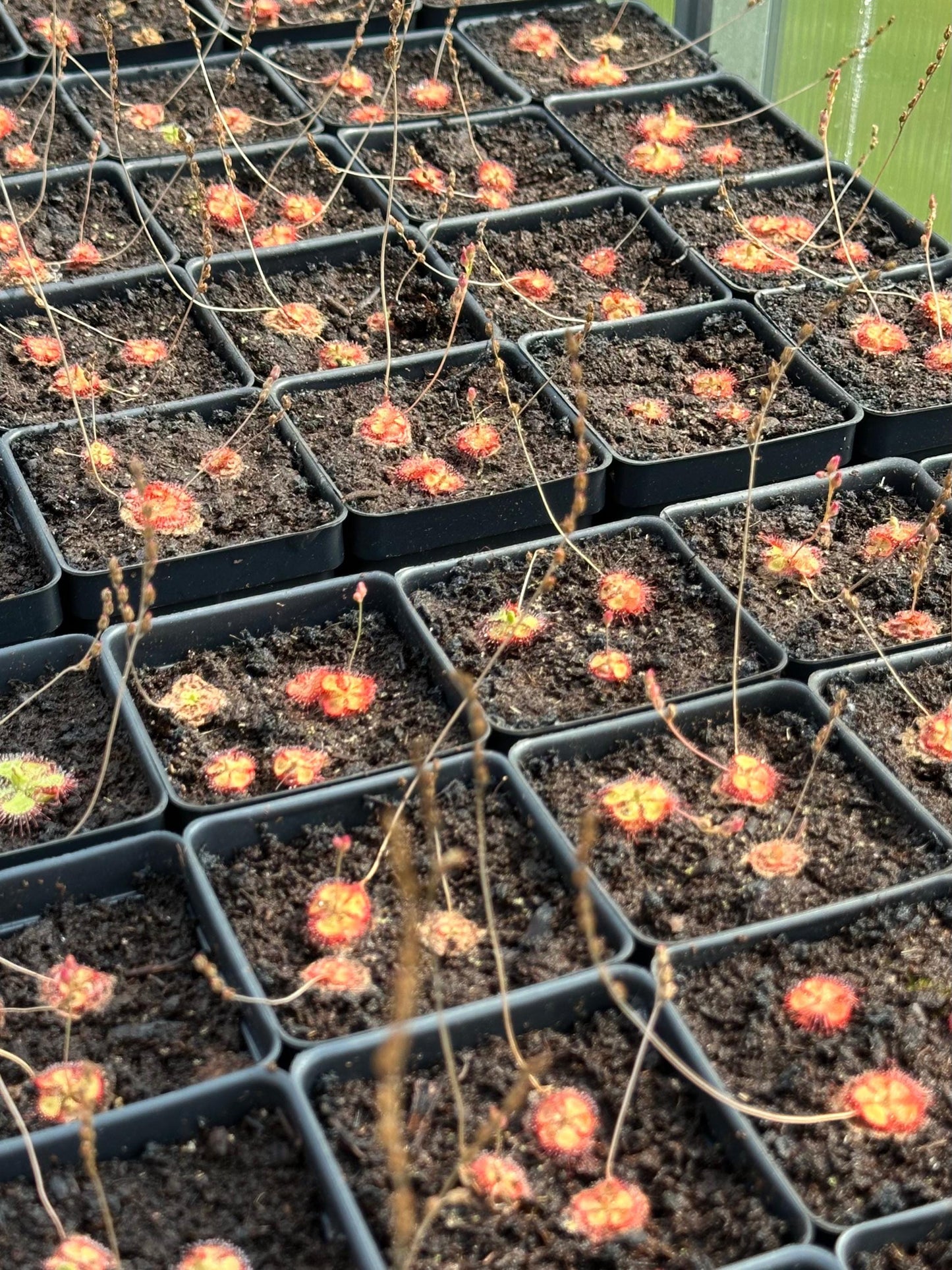 Drosera burmannii (3+ plants per pot) - Live Sundew Potted Carnivorous Plant