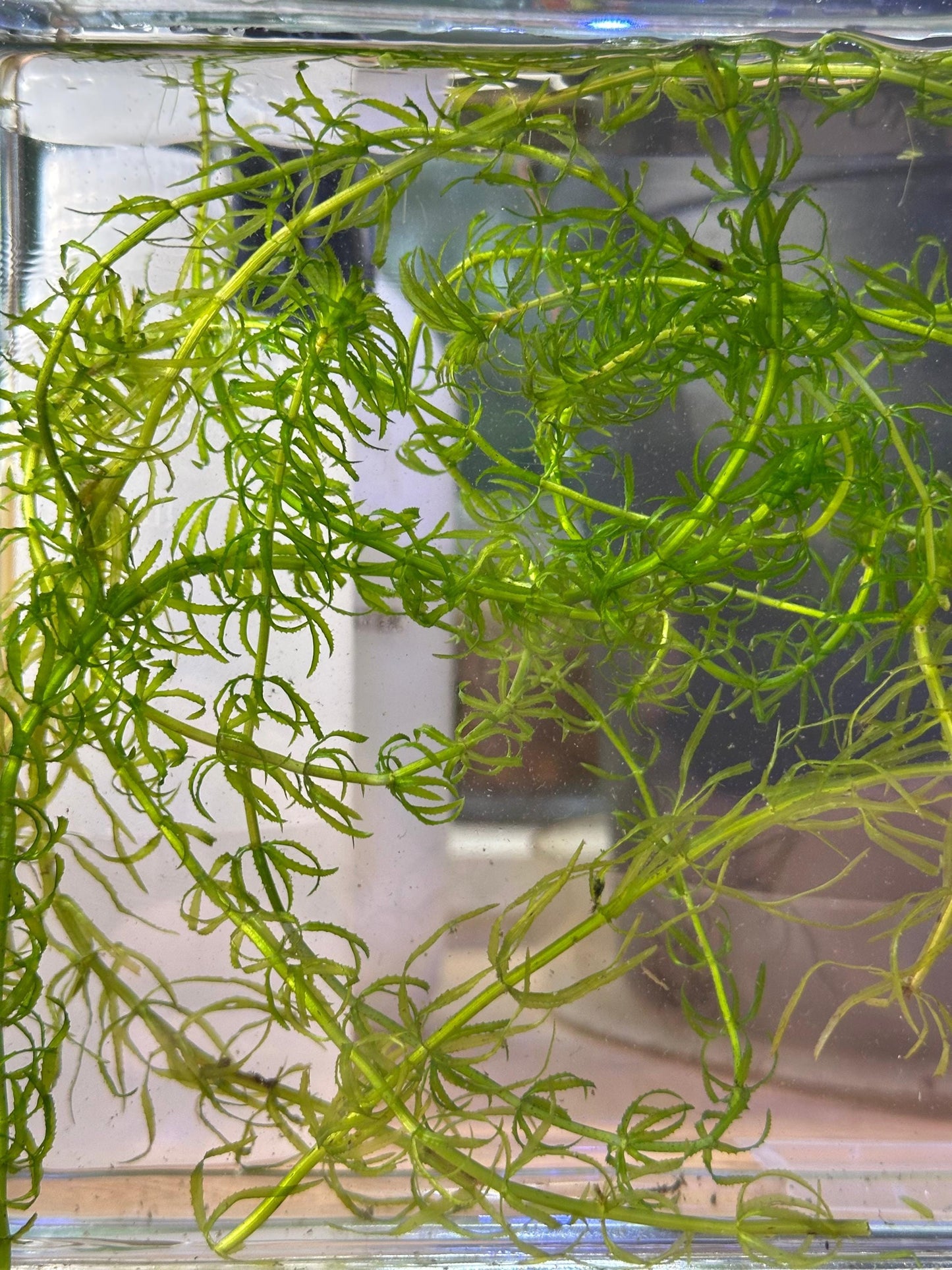 Guppy Grass - Live Fast-Growing Aquatic Plant For Aquariums Ponds Etc