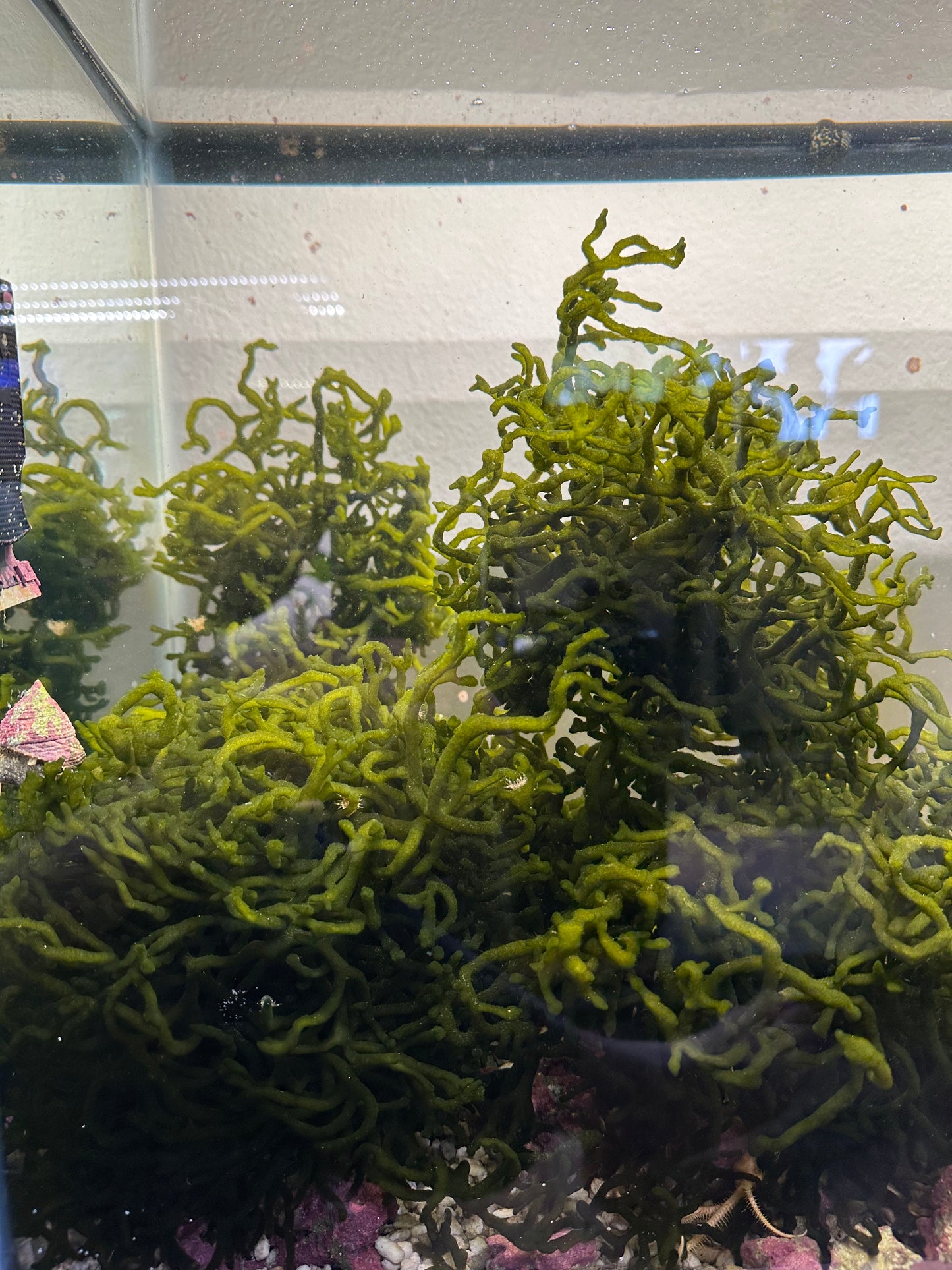 Codium "Dead Man's Fingers" Bulk