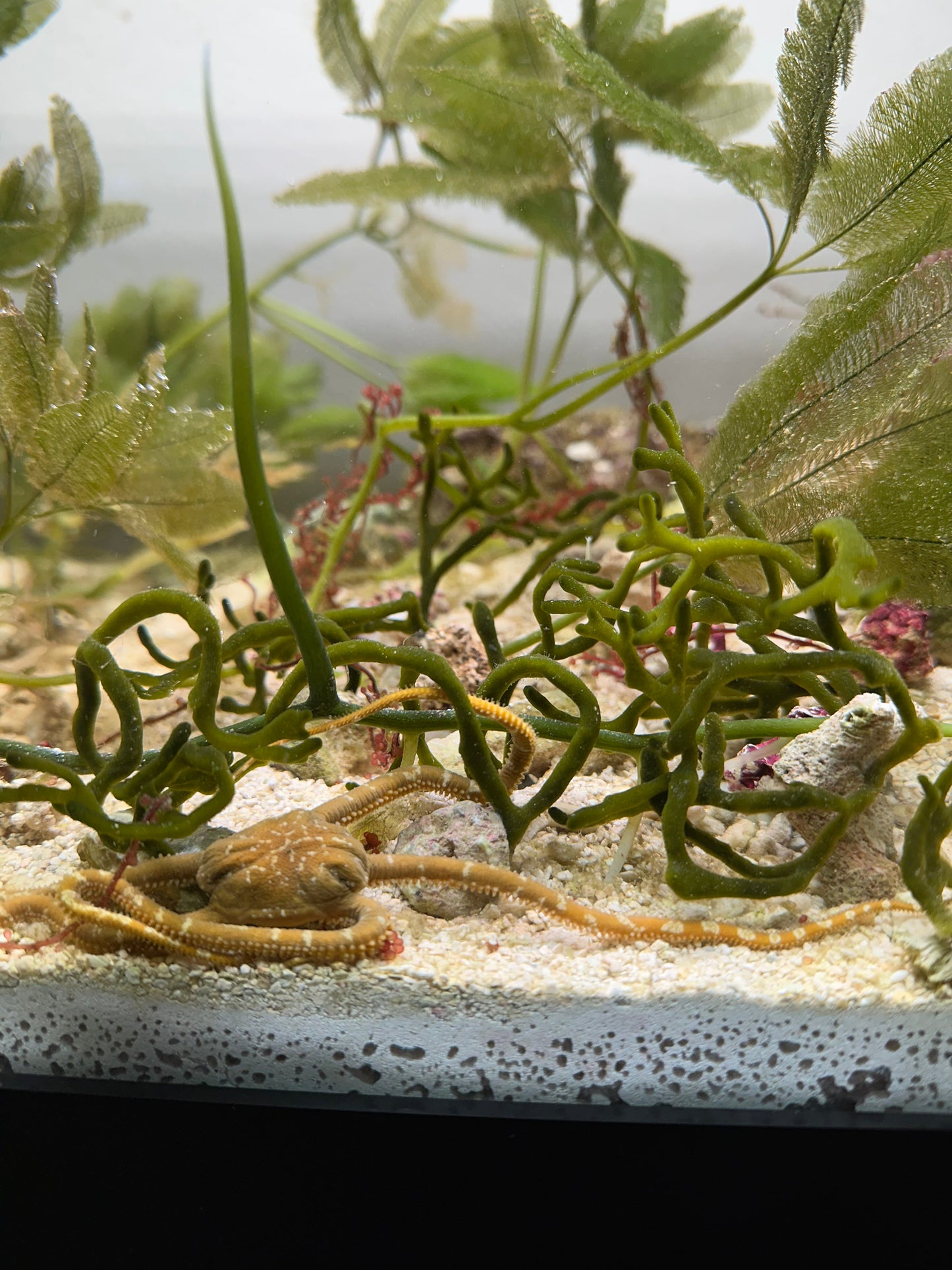 Codium "Dead Man's Fingers" Attached To Live Rock