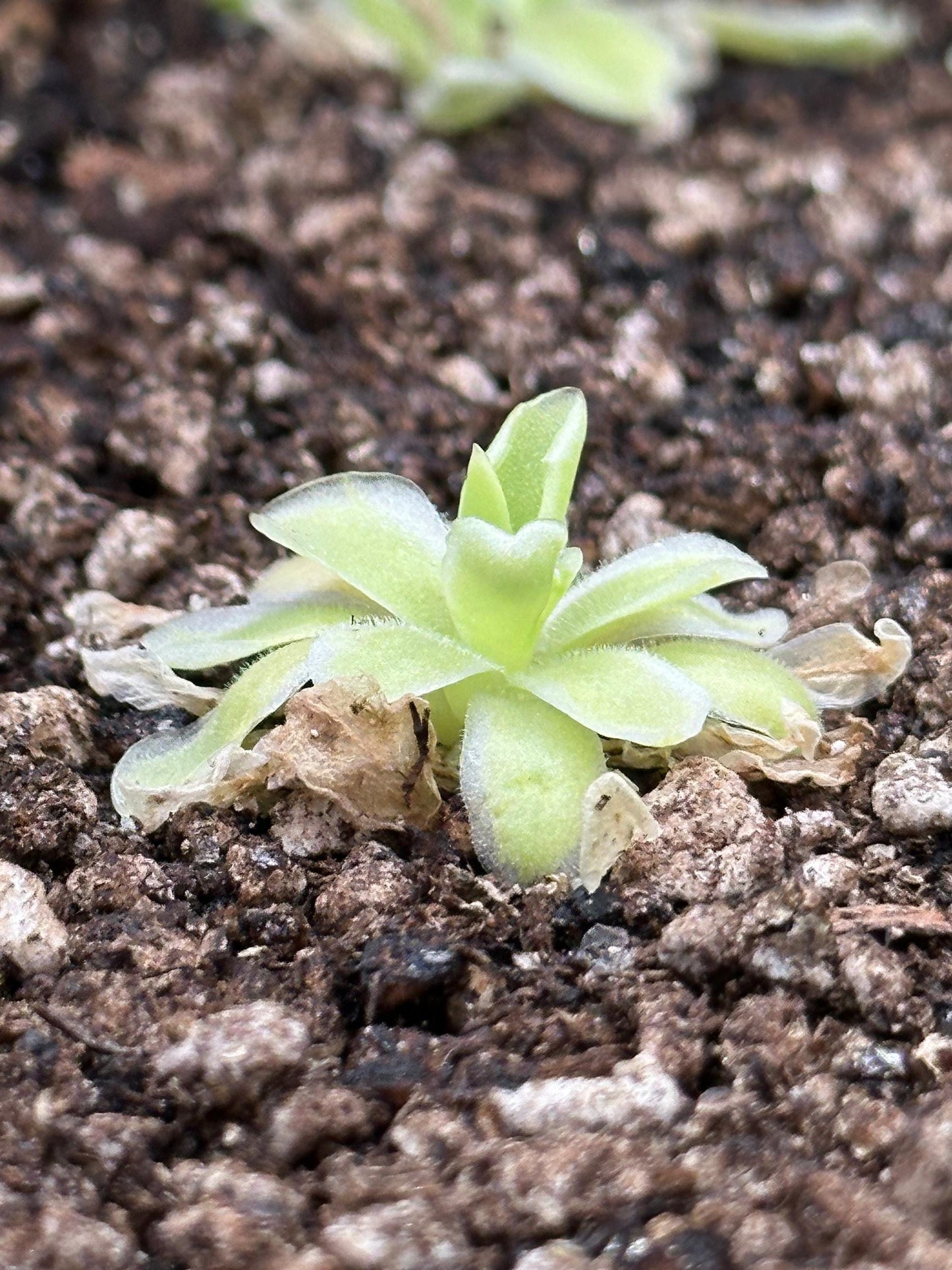 Pinguicula 'Snow Queen' - Live Variegated Butterwort Carnivorous Plant