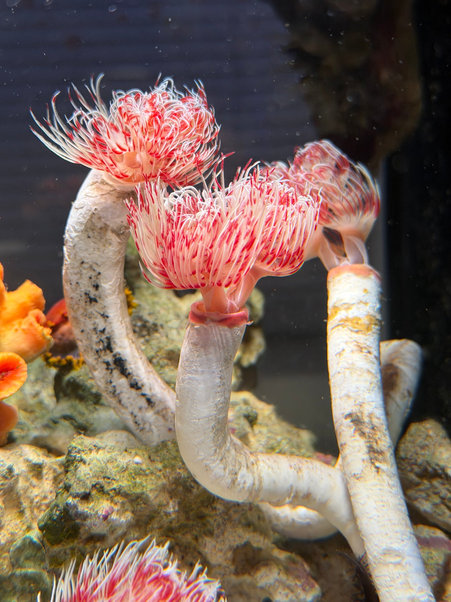 Red & White Coco Worm - Large