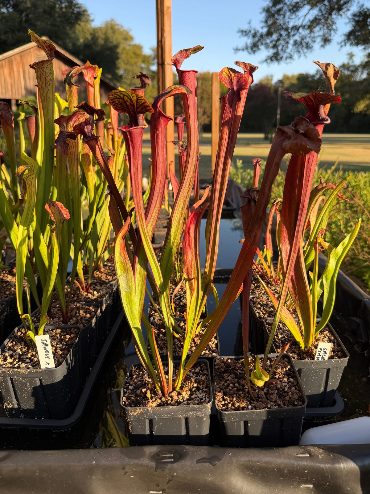 Sarracenia 'Saurus' x flava var. rubricorpora - live pitcher plant