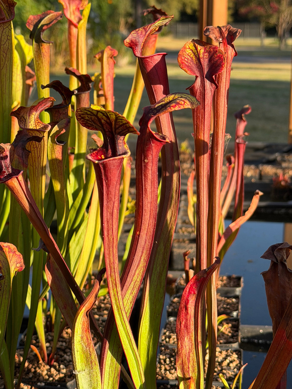 Sarracenia 'Saurus' x flava var. rubricorpora - live pitcher plant