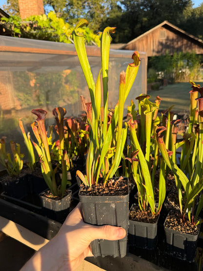 Sarracenia oreophila x alata 'Black Throat' - live pitcher plant