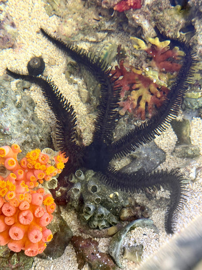 Black Brittle Starfish - Large