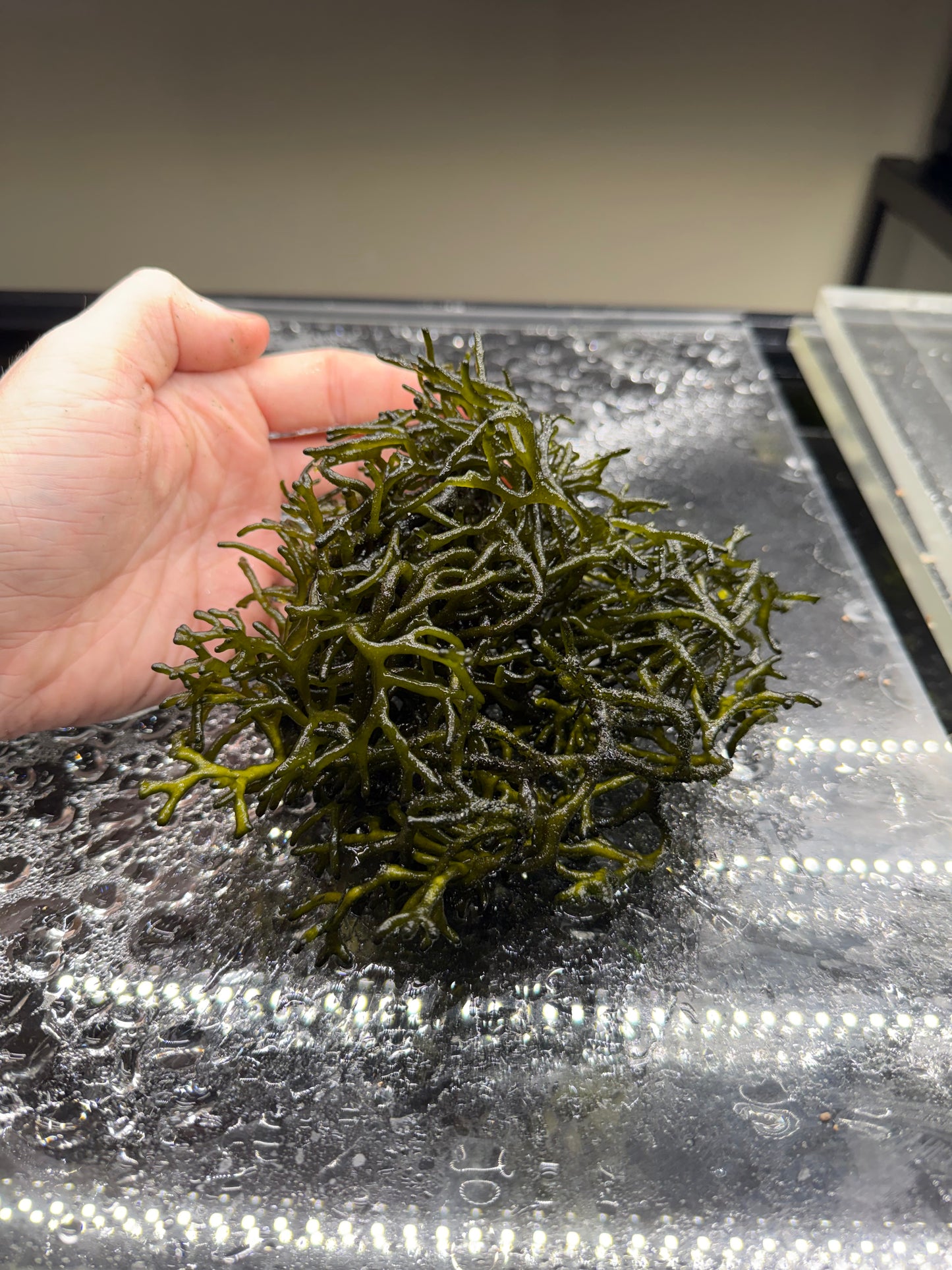 Codium "Dead Man's Fingers" Bulk