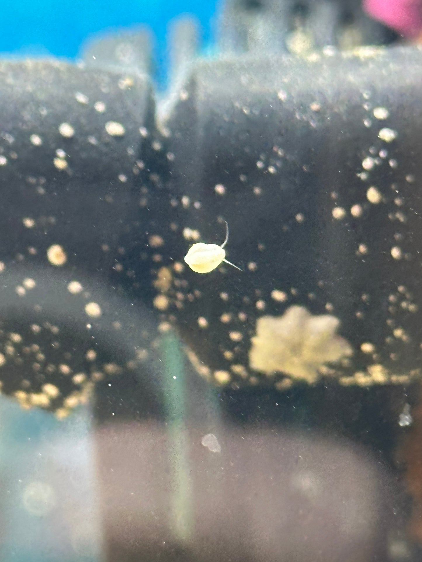 Collonista Snail - Cleanup Crew Pack of 10