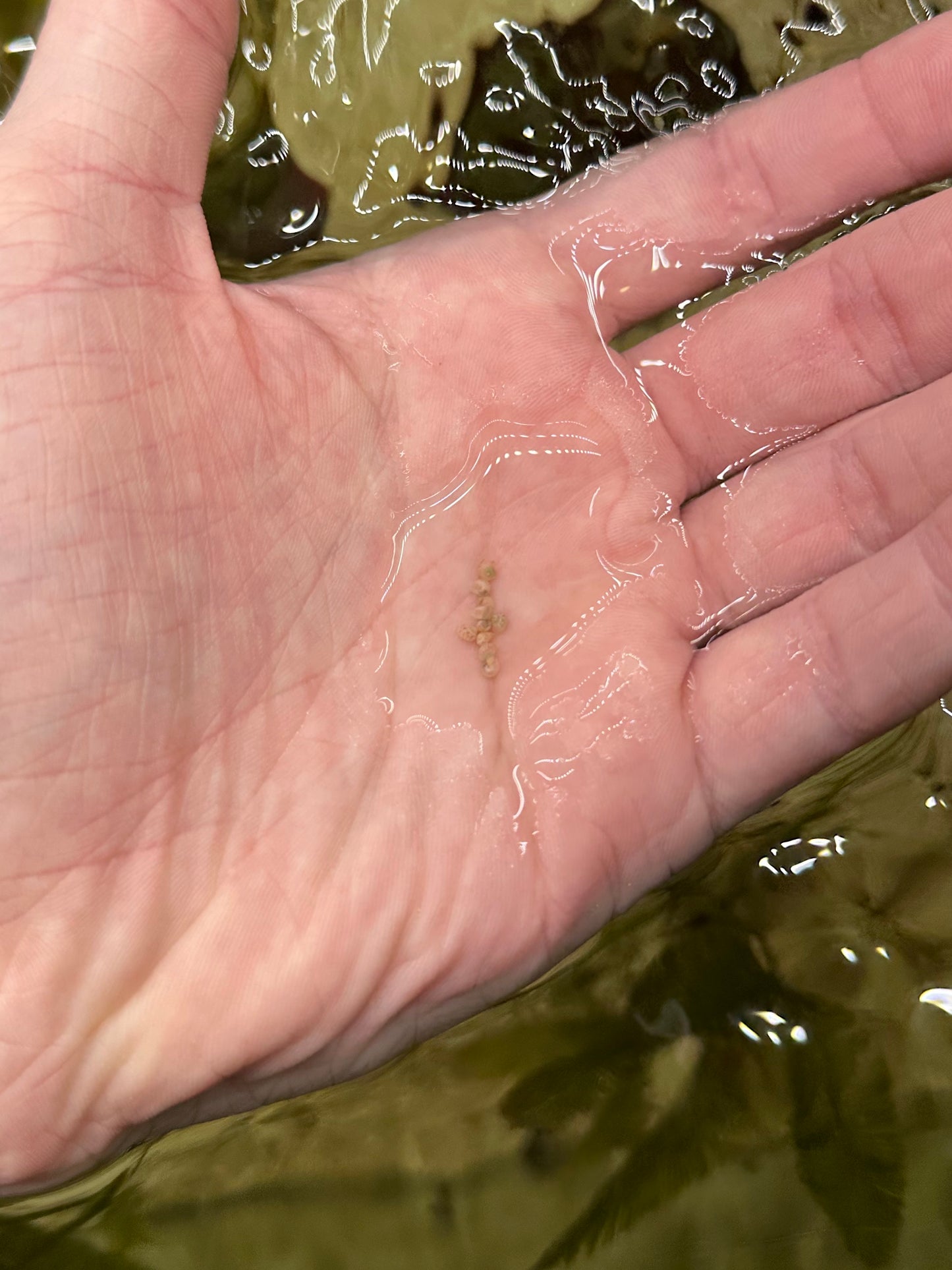 Collonista Snail - Cleanup Crew Pack of 10