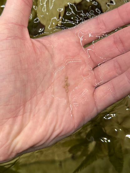 Collonista Snail - Cleanup Crew Pack of 10