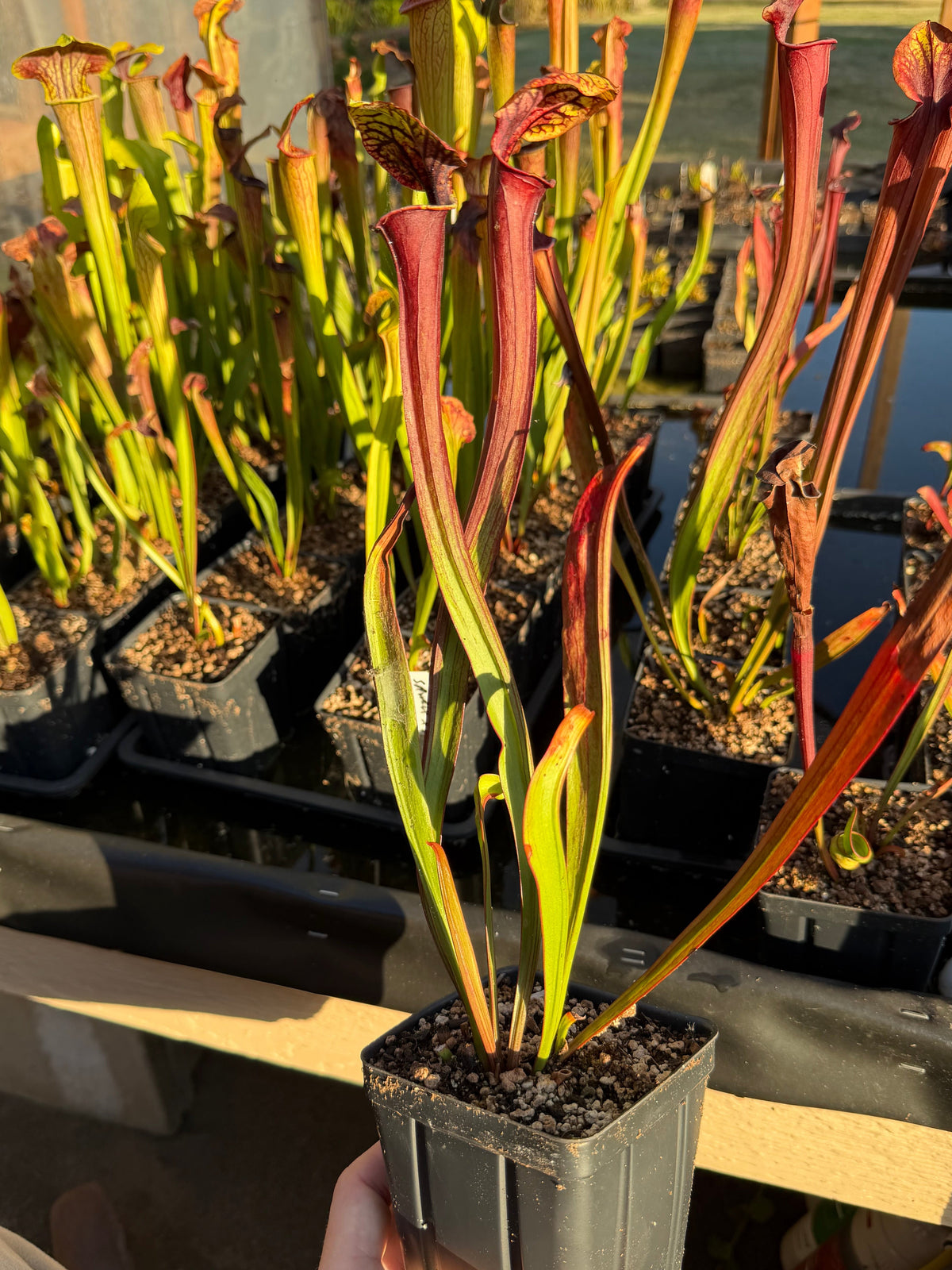Sarracenia 'Saurus' x flava var. rubricorpora - live pitcher plant