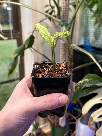 Monstera obliqua 'Peru' - Live Juvenile Potted Rare Collector Aroid Plant
