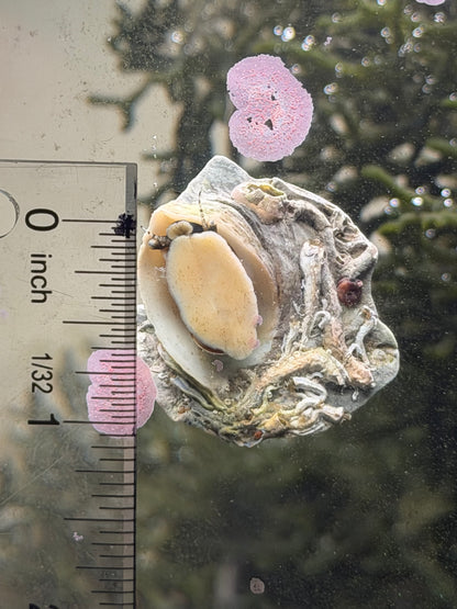 Australian Frilly Trochus Snail - Cleanup Crew Pack of 5