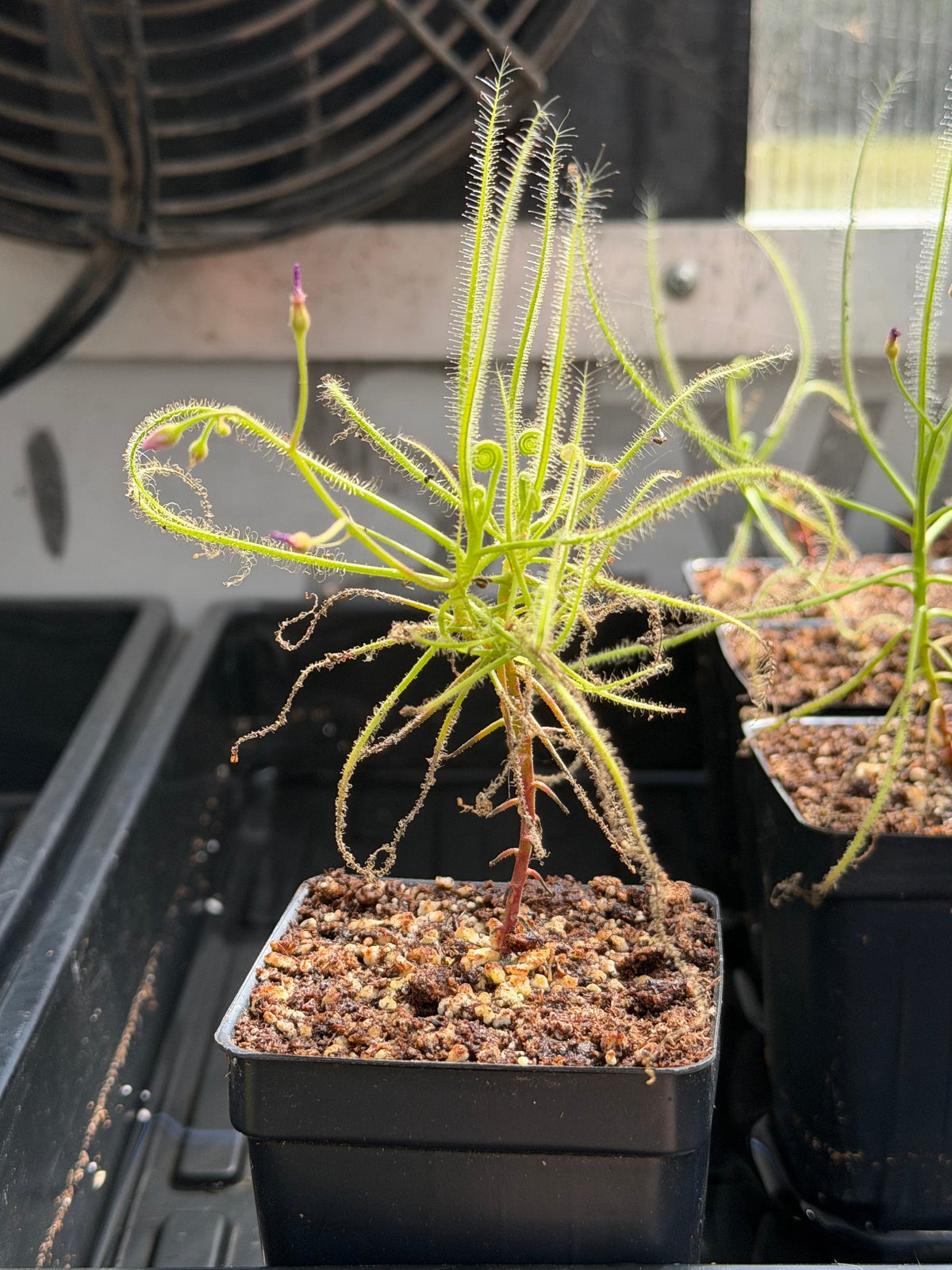 Drosera serpens spider-leaved sundew - live carnivorous plant