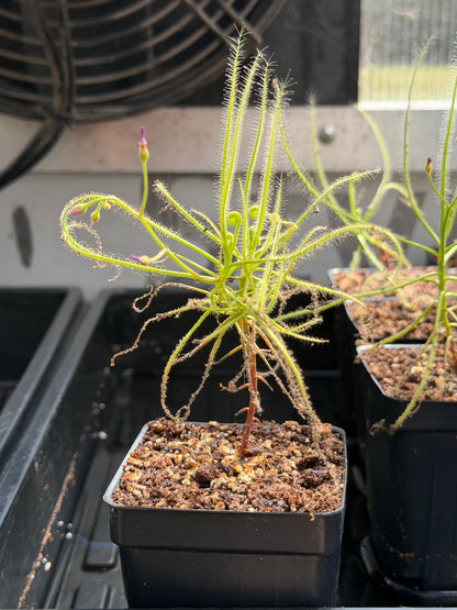 Drosera serpens spider-leaved sundew - live carnivorous plant
