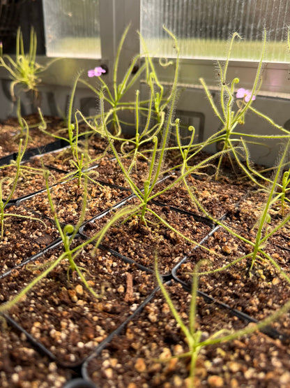 Drosera serpens spider-leaved sundew - live carnivorous plant