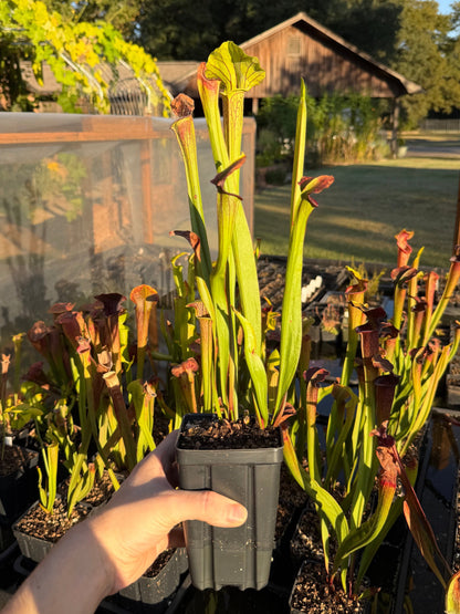 Sarracenia 'Saurus' x alata 'Black Throat' - live pitcher plant