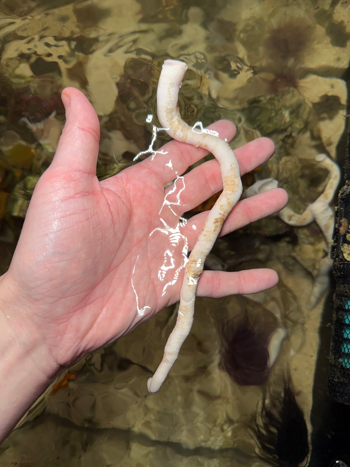 Red & White Coco Worm - Large