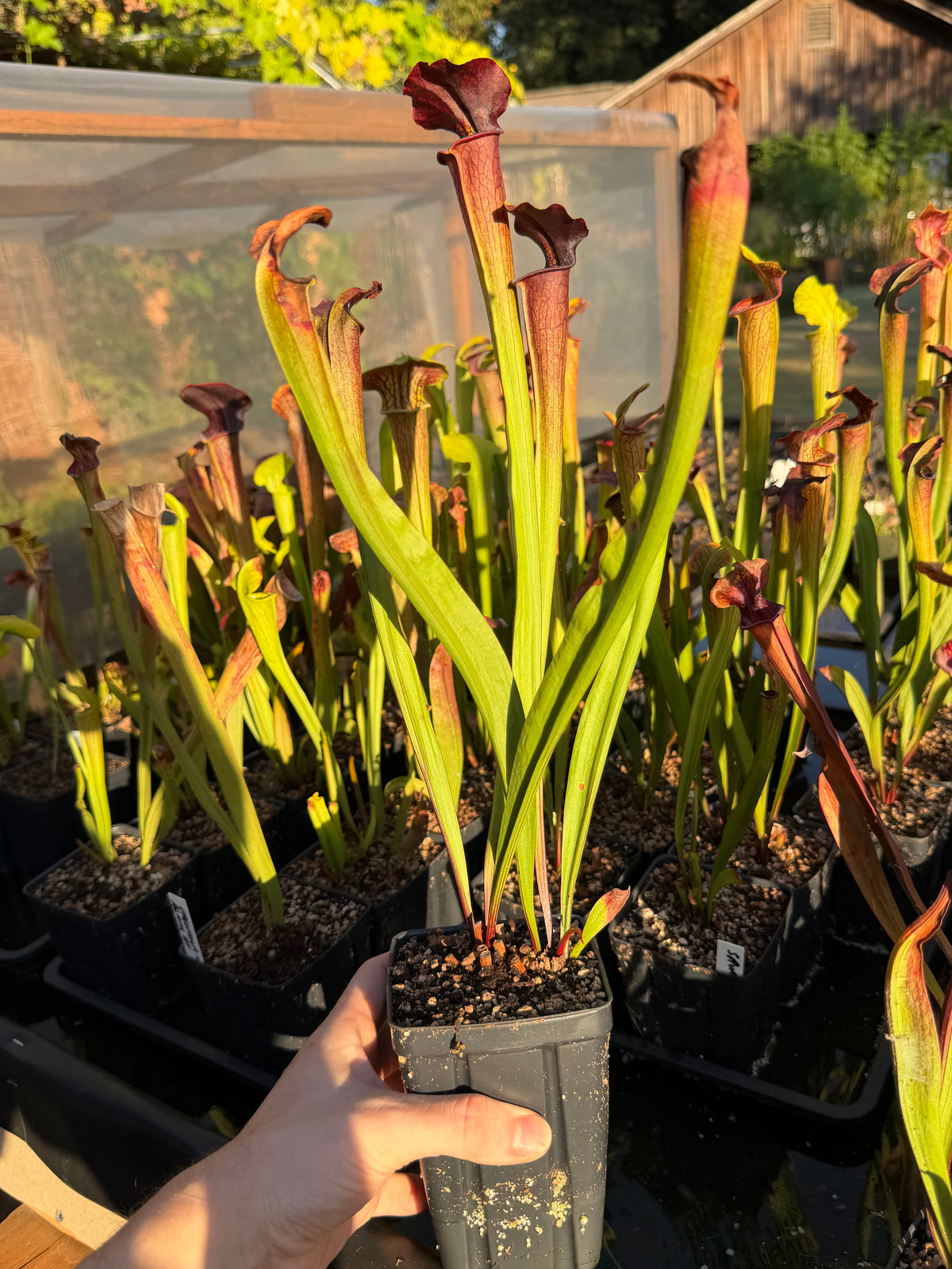 Sarracenia 'Saurus' x alata 'Black Throat' - live pitcher plant