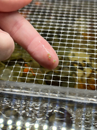 Collonista Snail - Cleanup Crew Pack of 10