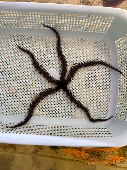 Black Brittle Starfish - Large