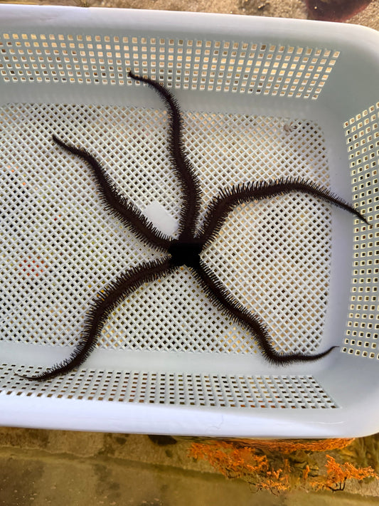 Black Brittle Starfish - Large