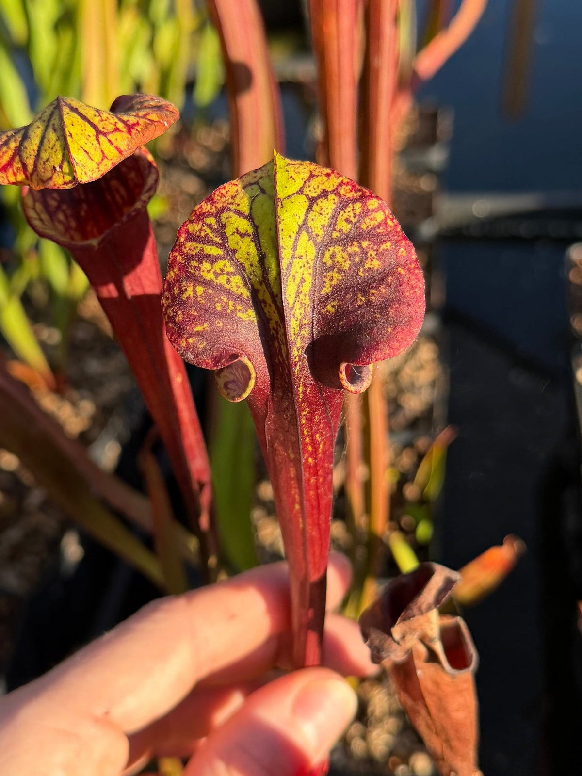 Sarracenia 'Saurus' x flava var. rubricorpora - live pitcher plant