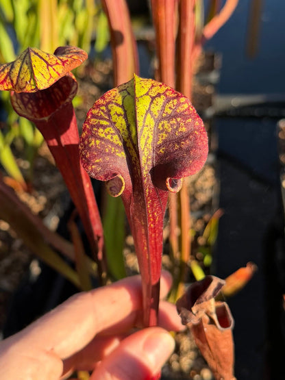 Sarracenia 'Saurus' x flava var. rubricorpora - live pitcher plant