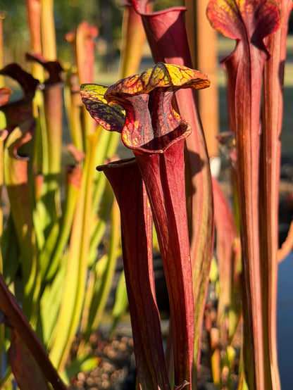 Sarracenia 'Saurus' x flava var. rubricorpora - live pitcher plant