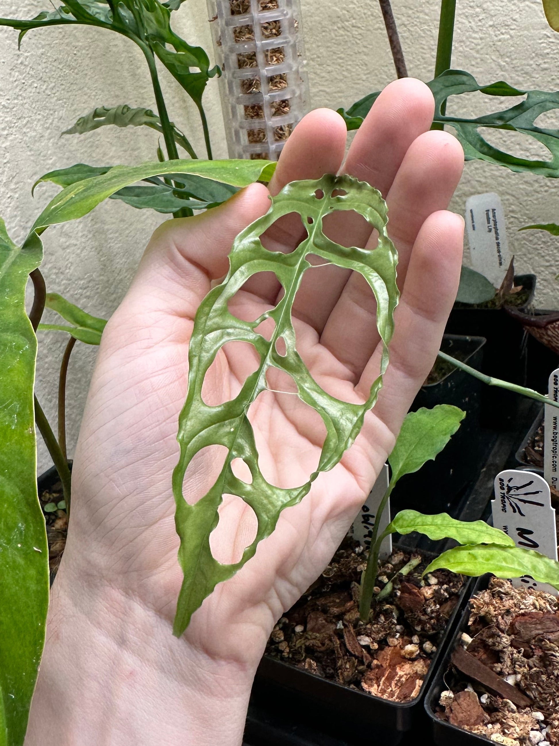 Monstera obliqua 'Peru' - Live Juvenile Potted Rare Collector Aroid Plant