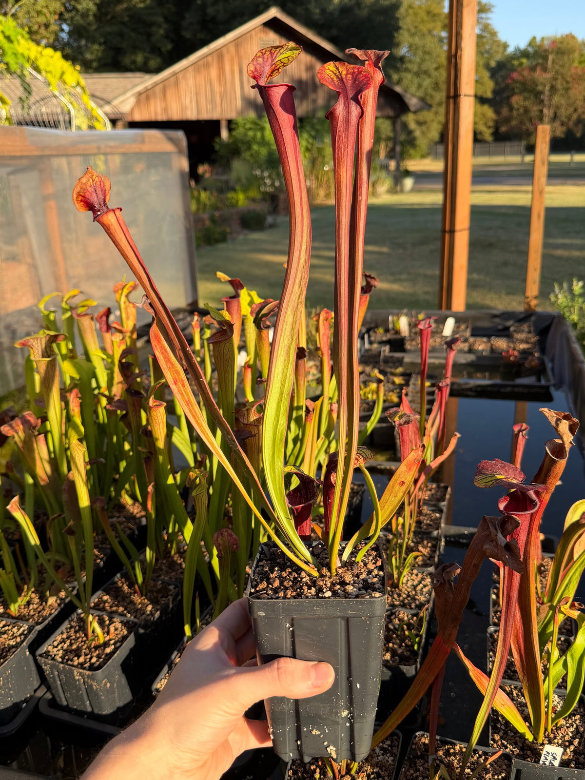 Sarracenia 'Saurus' x flava var. rubricorpora - live pitcher plant