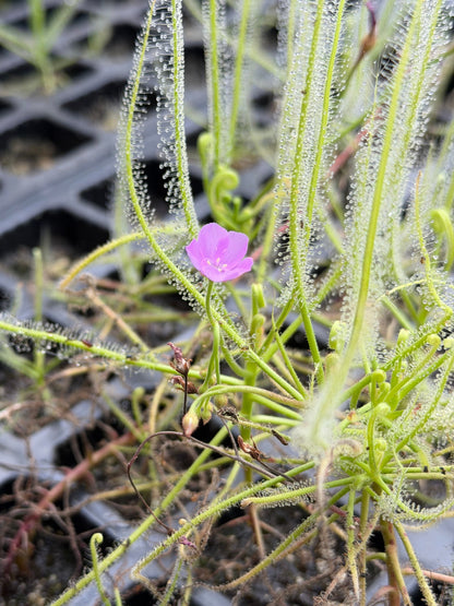 Drosera serpens
