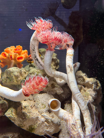 Red & White Coco Worm - Large