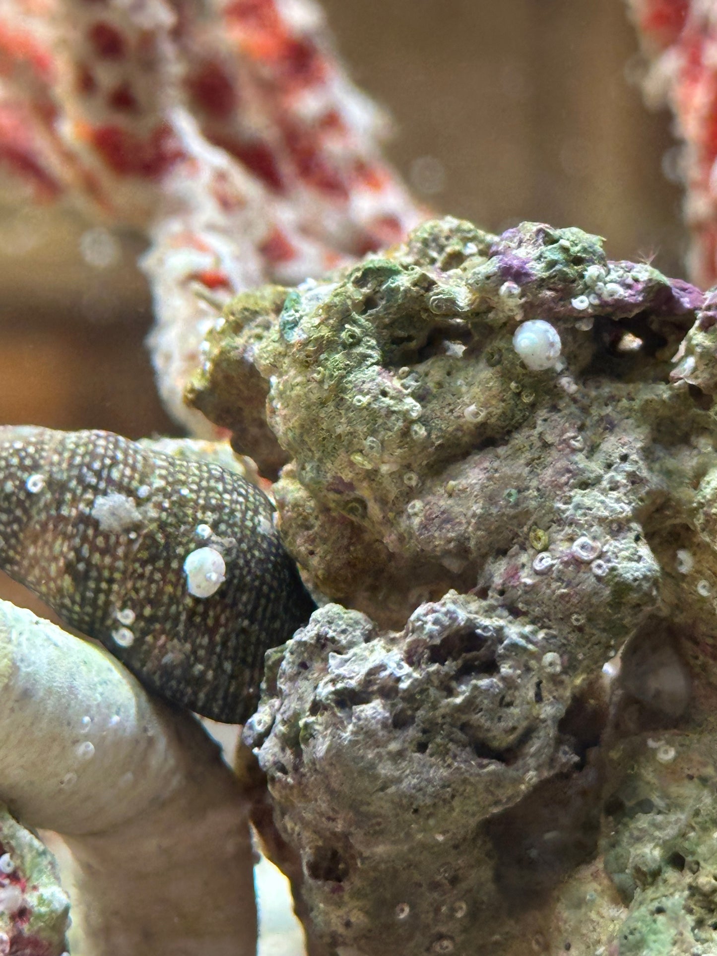 Collonista Snail - Cleanup Crew Pack of 10