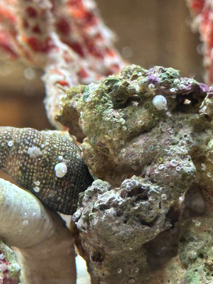 Collonista Snail - Cleanup Crew Pack of 10