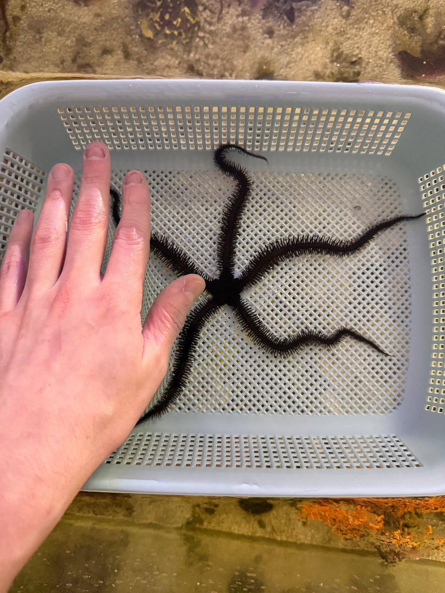 Black Brittle Starfish - Large