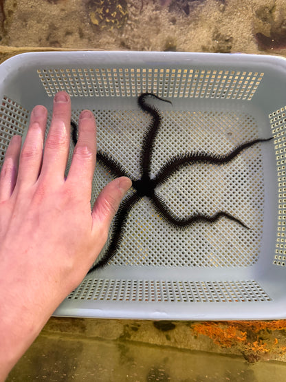 Black Brittle Starfish - Large