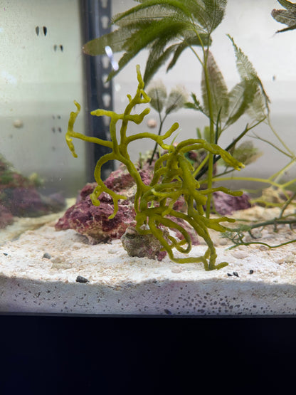 Codium "Dead Man's Fingers" Attached To Live Rock