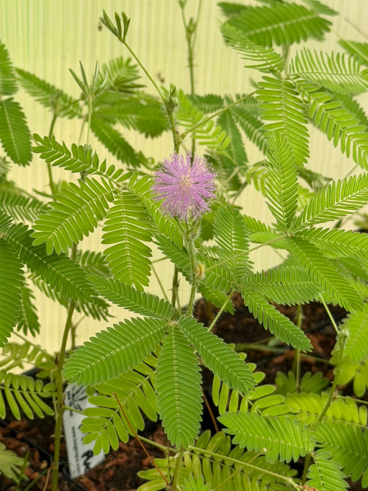Mimosa pudica “Sensitive Plant”