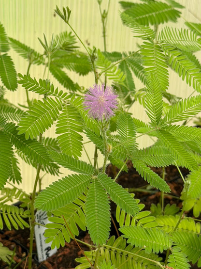 Mimosa pudica “Sensitive Plant”