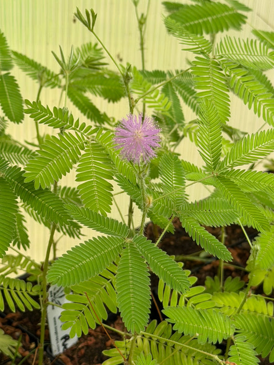 Mimosa pudica “Sensitive Plant”