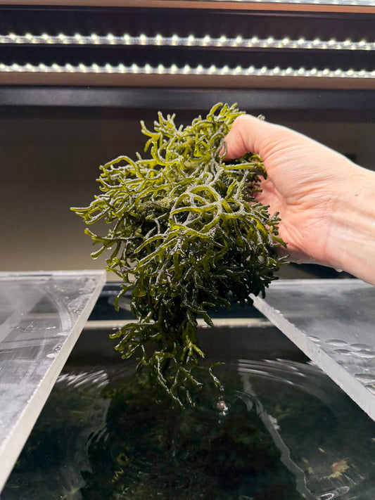 Codium "Dead Man's Fingers" Bulk