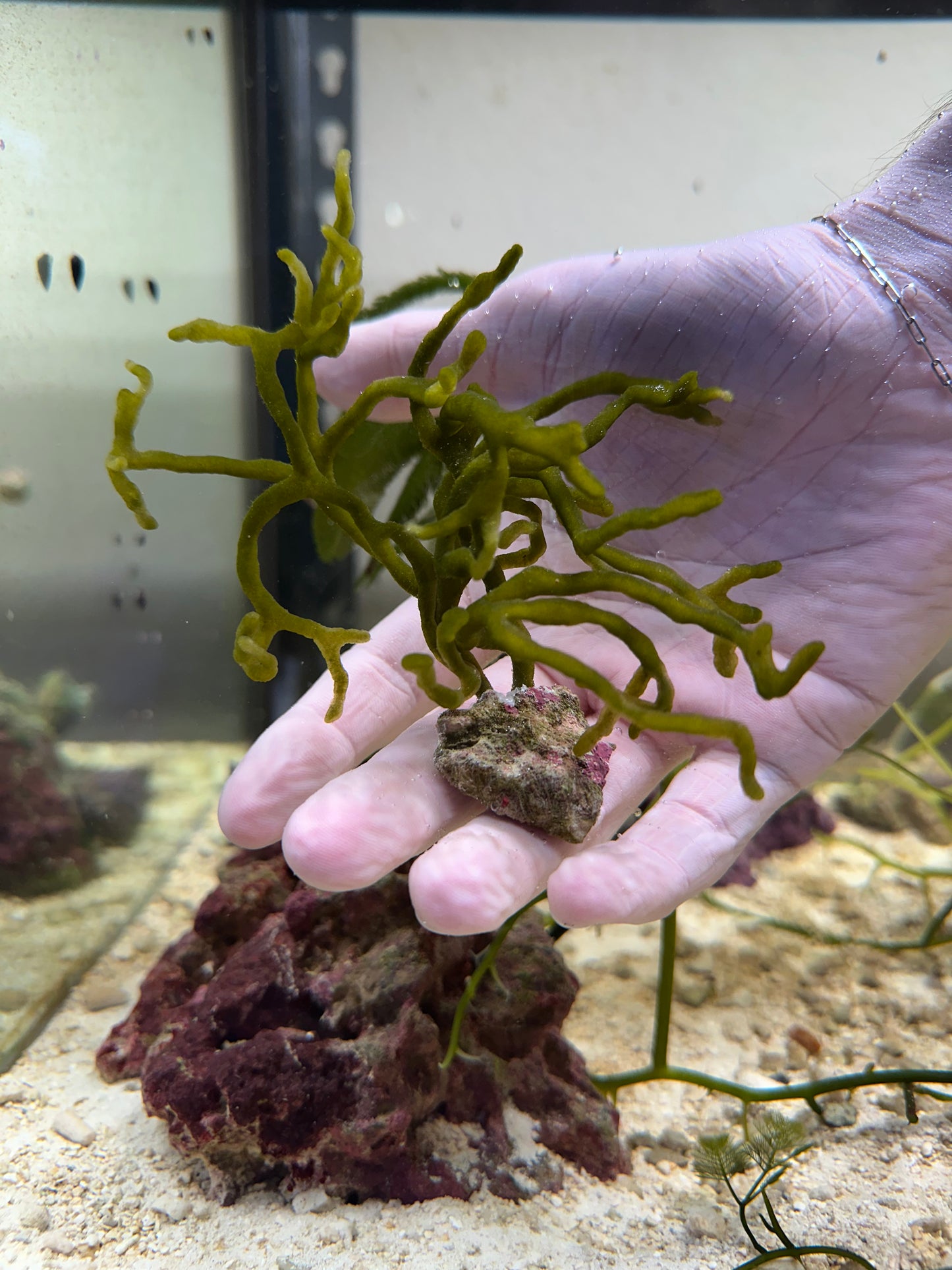 Codium "Dead Man's Fingers" Attached To Live Rock
