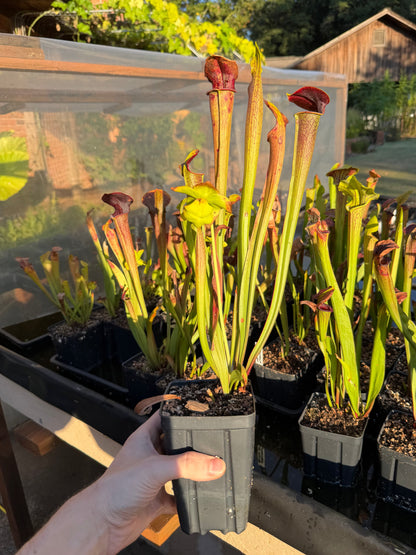 Sarracenia oreophila x alata 'Black Throat' - live pitcher plant