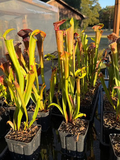 Sarracenia oreophila x alata 'Black Throat' - live pitcher plant