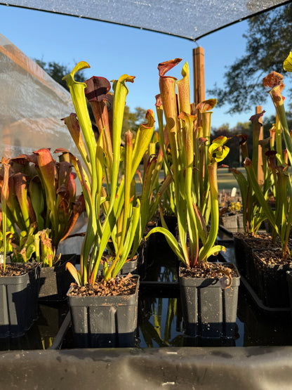 Sarracenia oreophila x alata 'Black Throat' - live pitcher plant
