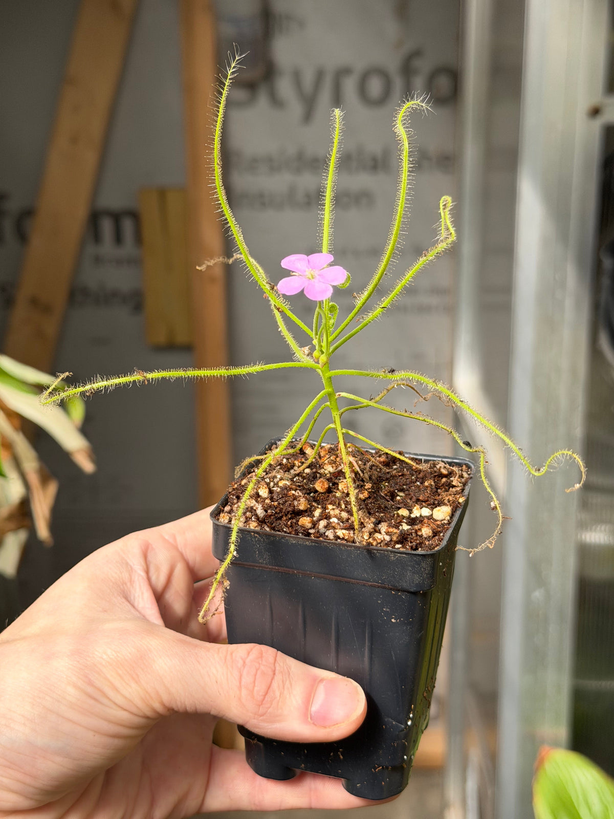 Drosera serpens spider-leaved sundew - live carnivorous plant