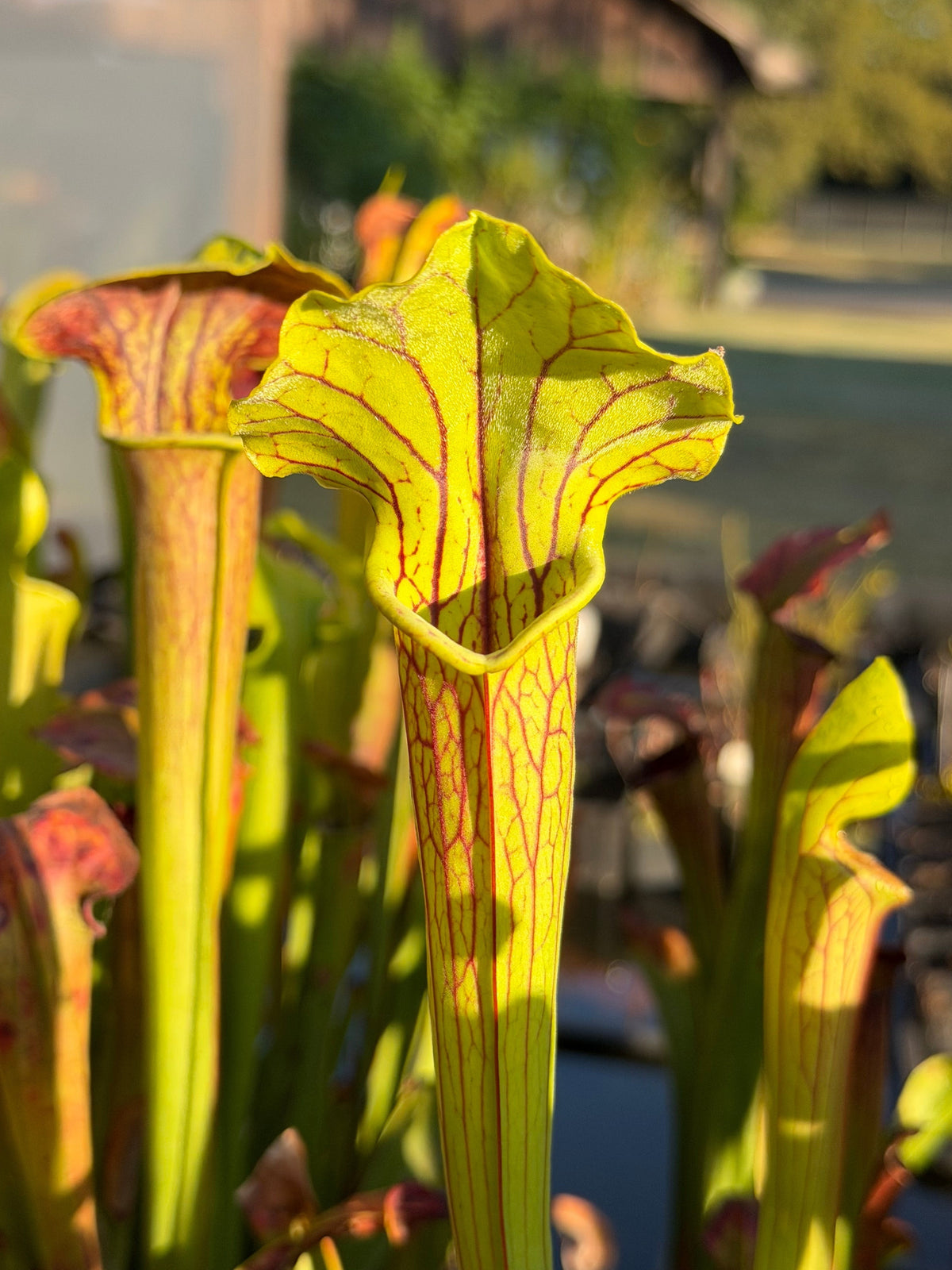 Sarracenia 'Saurus' x alata 'Black Throat' - live pitcher plant